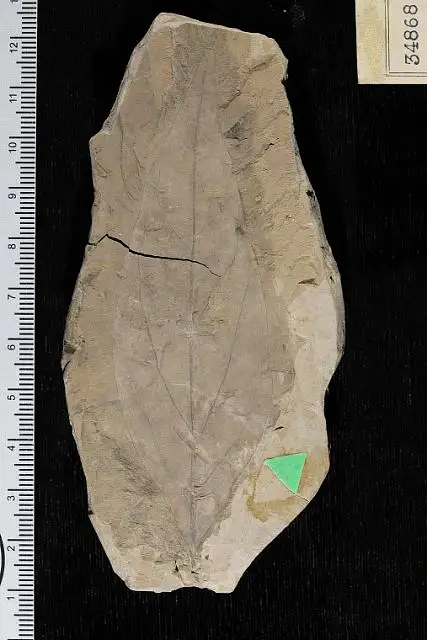 Dokumentasi USNM P34868 dengan identifikasi pada sumber Malapoenna cretacea. Isi dan label gambar dipertahankan.