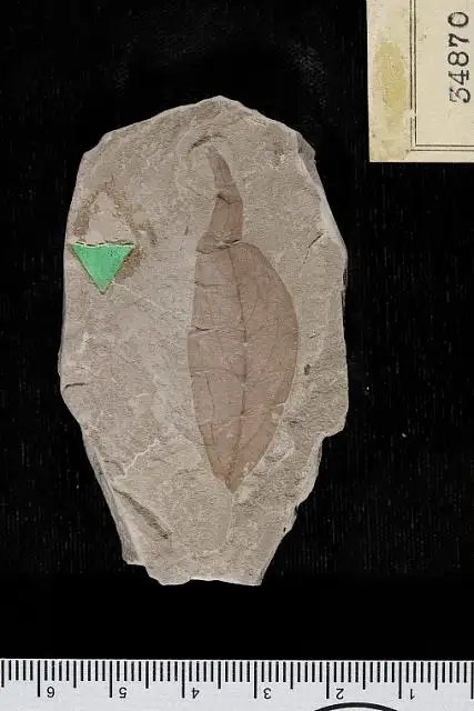 Dokumentasi USNM P34870 dengan identifikasi pada sumber Malapoenna falcifolia. Isi dan label gambar dipertahankan.
