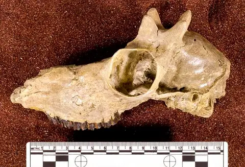 Dokumentasi USNM V13761 dengan identifikasi pada sumber Ceratomeryx prenticei. Isi dan label gambar dipertahankan.