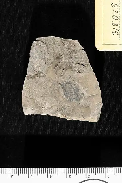 Dokumentasi USNM PAL318028 dengan identifikasi pada sumber Marattia cretacea. Isi dan label gambar dipertahankan.