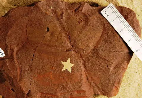 Dokumentasi YPM PB 027776 dengan identifikasi pada sumber Marsilea andersoni. Isi dan label gambar dipertahankan.