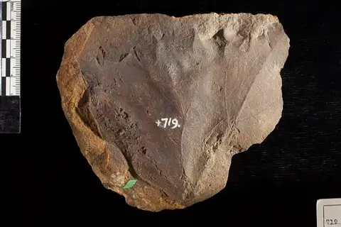 Dokumentasi USNM P719 dengan identifikasi pada sumber Menispermites acutilobus. Isi dan label gambar dipertahankan.