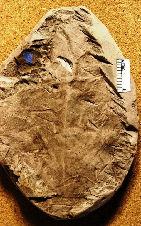 Dokumentasi YPM PB 011322 dengan identifikasi pada sumber Menispermites borealis. Isi dan label gambar dipertahankan.