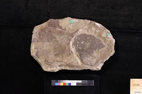Dokumentasi USNM P37538 dengan identifikasi pada sumber Menispermites reniformis. Isi dan label gambar dipertahankan.