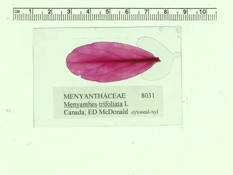 Dokumentasi YPM PB 167828 dengan identifikasi pada sumber Menyanthes trifoliata. Isi dan label gambar dipertahankan.