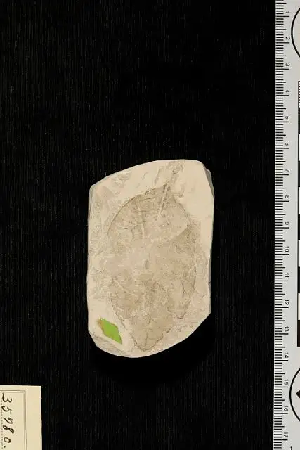 Dokumentasi USNM P35780 dengan identifikasi pada sumber Metopium wilcoxianum. Isi dan label gambar dipertahankan.