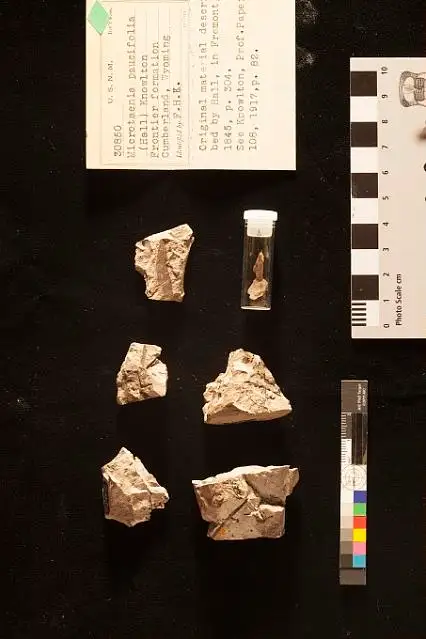 Dokumentasi USNM P30850 dengan identifikasi pada sumber Microtaenia paucifolia. Isi dan label gambar dipertahankan.
