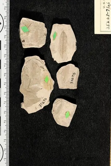 Dokumentasi USNM P35670 dengan identifikasi pada sumber Mimosites variabilis. Isi dan label gambar dipertahankan.