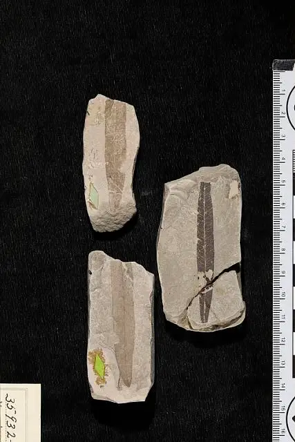 Dokumentasi USNM P35932 dengan identifikasi pada sumber Myrcia bentonensis. Isi dan label gambar dipertahankan.