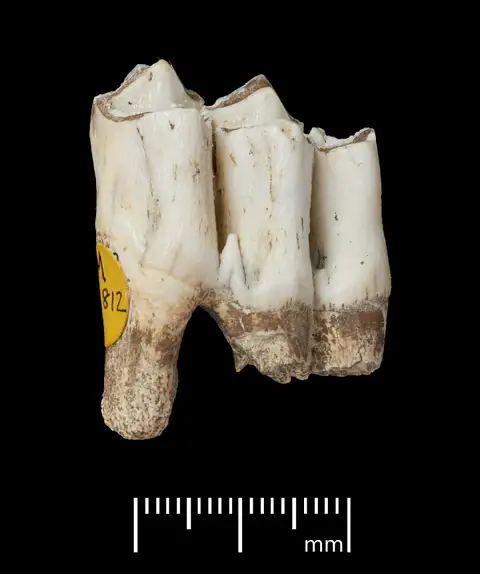 Dokumentasi PV M 92812 dengan identifikasi pada sumber Cervus elaphus. Isi dan label gambar dipertahankan.