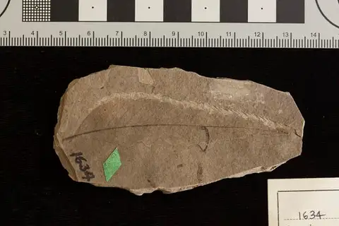 Dokumentasi USNM P1634 dengan identifikasi pada sumber Myrica callicomaefolia. Isi dan label gambar dipertahankan.