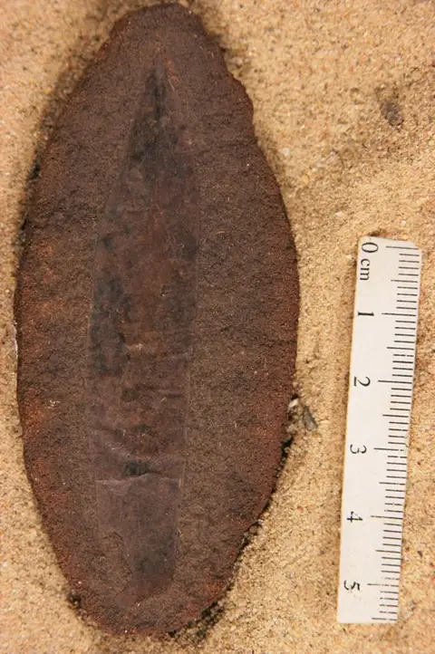 Dokumentasi YPM PB 056633 dengan identifikasi pada sumber Myrica longa. Isi dan label gambar dipertahankan.