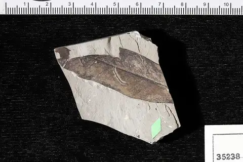 Dokumentasi USNM P35238 dengan identifikasi pada sumber Myrica nervosa. Isi dan label gambar dipertahankan.