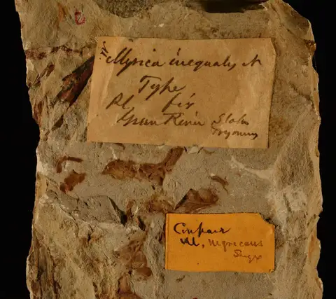 Dokumentasi YPM PB 027121 dengan identifikasi pada sumber Myrica nigricans. Isi dan label gambar dipertahankan.