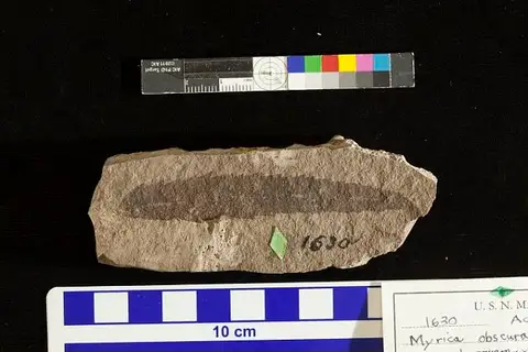 Dokumentasi USNM P1630 dengan identifikasi pada sumber Myrica obscura. Isi dan label gambar dipertahankan.