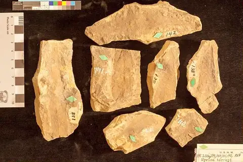 Dokumentasi USNM P141 dengan identifikasi pada sumber Myrica torreyi. Isi dan label gambar dipertahankan.