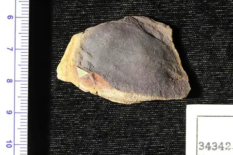Dokumentasi USNM P34342 dengan identifikasi pada sumber Myrsine borealis. Isi dan label gambar dipertahankan.