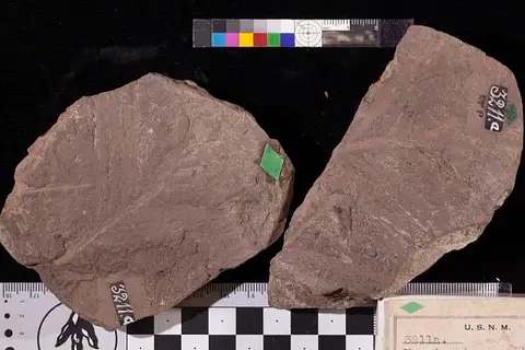 Dokumentasi USNM P3211A dengan identifikasi pada sumber Nageiopsis angustifolia. Isi dan label gambar dipertahankan.
