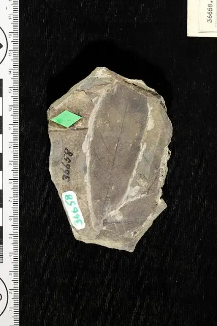 Dokumentasi USNM P36658 dengan identifikasi pada sumber Nectandra lancifolia. Isi dan label gambar dipertahankan.