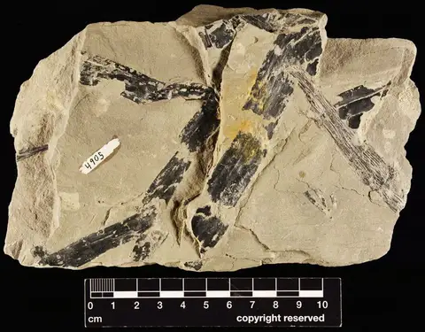 Dokumentasi YPM PB 004905 dengan identifikasi pada sumber Neocalamites virginiensis. Isi dan label gambar dipertahankan.
