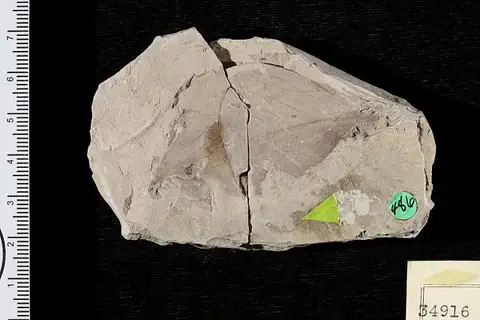 Dokumentasi USNM P34916 dengan identifikasi pada sumber Nyssa snowiana. Isi dan label gambar dipertahankan.