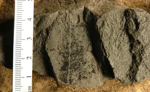 Dokumentasi YPM PB 027147 dengan identifikasi pada sumber Oreodaphne mississippiensis. Isi dan label gambar dipertahankan.