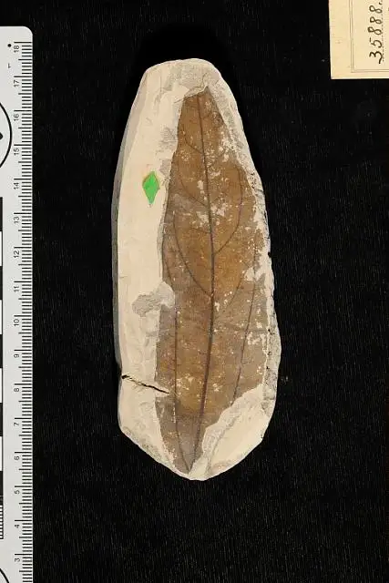 Dokumentasi USNM P35888 dengan identifikasi pada sumber Oreodaphne obtusifolia. Isi dan label gambar dipertahankan.