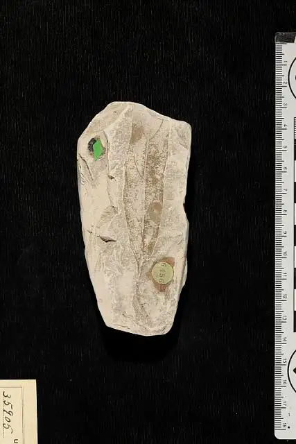 Dokumentasi USNM P35905 dengan identifikasi pada sumber Oreodaphne pseudoguianensis. Isi dan label gambar dipertahankan.