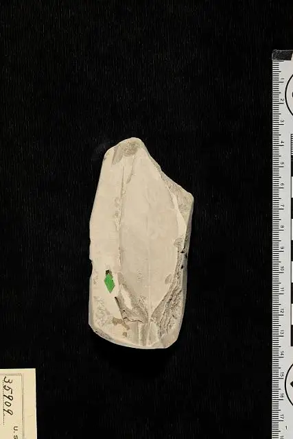 Dokumentasi USNM P35909 dengan identifikasi pada sumber Oreodaphne puryearensis. Isi dan label gambar dipertahankan.