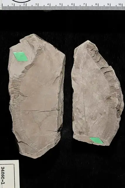 Dokumentasi USNM P34860 dengan identifikasi pada sumber Oreodaphne shirleyensis. Isi dan label gambar dipertahankan.