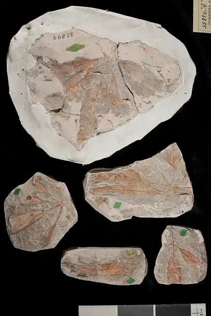 Dokumentasi USNM P35898 dengan identifikasi pada sumber Oreopanax oxfordensis. Isi dan label gambar dipertahankan.