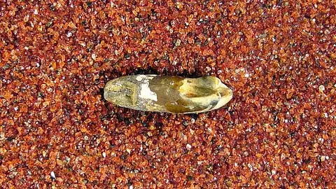 Dokumentasi USNM V10639 dengan identifikasi pada sumber Chiromyoides potior. Isi dan label gambar dipertahankan.