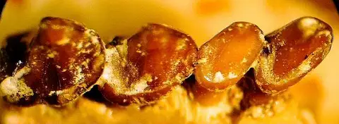 Dokumentasi USNM V21901 dengan identifikasi pada sumber Chlororhysis knightensis. Isi dan label gambar dipertahankan.