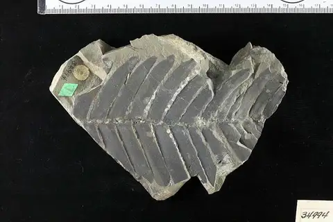 Dokumentasi USNM P34994 dengan identifikasi pada sumber Otozamites pterophylloides. Isi dan label gambar dipertahankan.