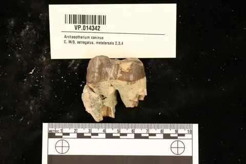 Dokumentasi YPM VP 014342 dengan identifikasi pada sumber Archaeotherium caninus. Isi dan label gambar dipertahankan.