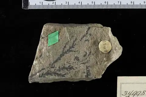 Dokumentasi USNM P34998 dengan identifikasi pada sumber Pagiophyllum falcatum. Isi dan label gambar dipertahankan.