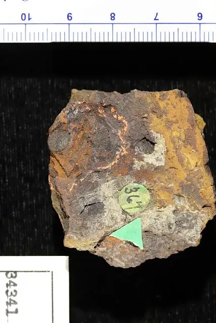 Dokumentasi USNM P34341 dengan identifikasi pada sumber Panax cretacea. Isi dan label gambar dipertahankan.