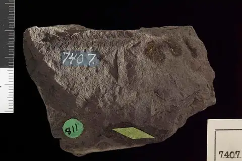 Dokumentasi USNM P7407 dengan identifikasi pada sumber Pecopteris borealis. Isi dan label gambar dipertahankan.