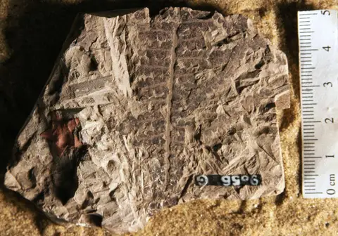 Dokumentasi YPM PB 011554 dengan identifikasi pada sumber Pecopteris cycloloba. Isi dan label gambar dipertahankan.