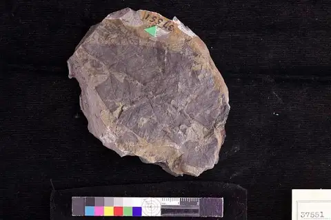 Dokumentasi USNM P37551 dengan identifikasi pada sumber Persea hayana. Isi dan label gambar dipertahankan.