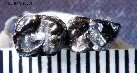 Dokumentasi USNM V20581 dengan identifikasi pada sumber Thryptacodon belli. Isi dan label gambar dipertahankan.