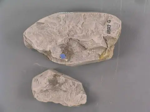 Dokumentasi YPM PB 010931.B dengan identifikasi pada sumber Phegopteris grothiana. Isi dan label gambar dipertahankan.