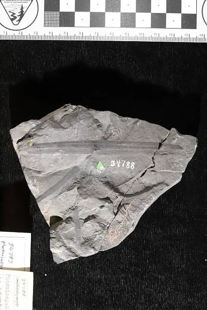 Dokumentasi USNM P34789 dengan identifikasi pada sumber Phoenicopsis speciosa. Isi dan label gambar dipertahankan.