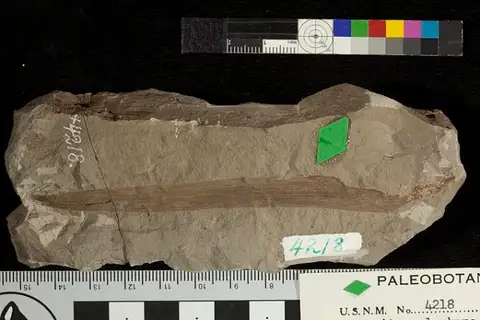 Dokumentasi USNM P4218 dengan identifikasi pada sumber Phragmites alaskana. Isi dan label gambar dipertahankan.