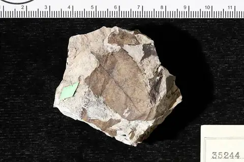 Dokumentasi USNM P35244 dengan identifikasi pada sumber Phyllites dentata. Isi dan label gambar dipertahankan.