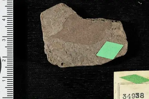Dokumentasi USNM P34938 dengan identifikasi pada sumber Phyllites pistiaeformis. Isi dan label gambar dipertahankan.