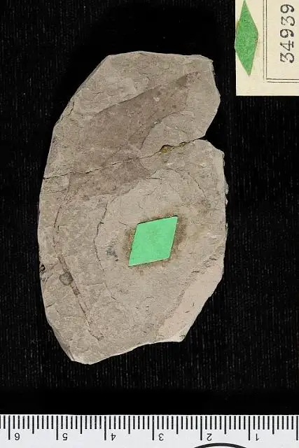 Dokumentasi USNM P34939 dengan identifikasi pada sumber Phyllites shirleyensis. Isi dan label gambar dipertahankan.