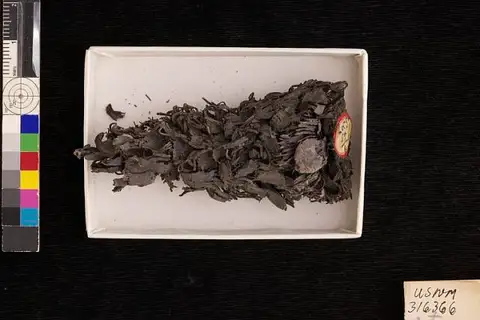 Dokumentasi USNM PAL316366 dengan identifikasi pada sumber Pinus caribaea. Isi dan label gambar dipertahankan.