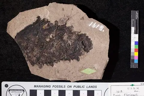 Dokumentasi USNM P1618 dengan identifikasi pada sumber Pinus florissanti. Isi dan label gambar dipertahankan.