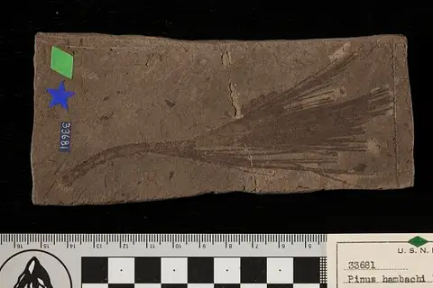 Dokumentasi USNM P33681 dengan identifikasi pada sumber Pinus hambachi. Isi dan label gambar dipertahankan.